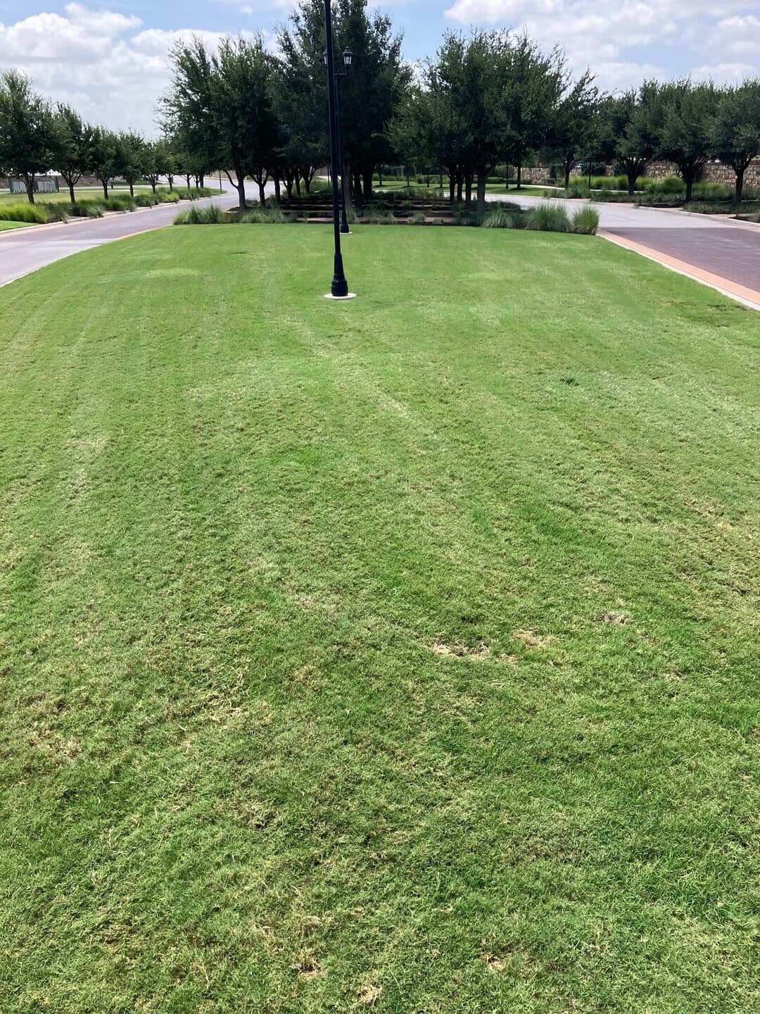 Green Dream lawn project 3
