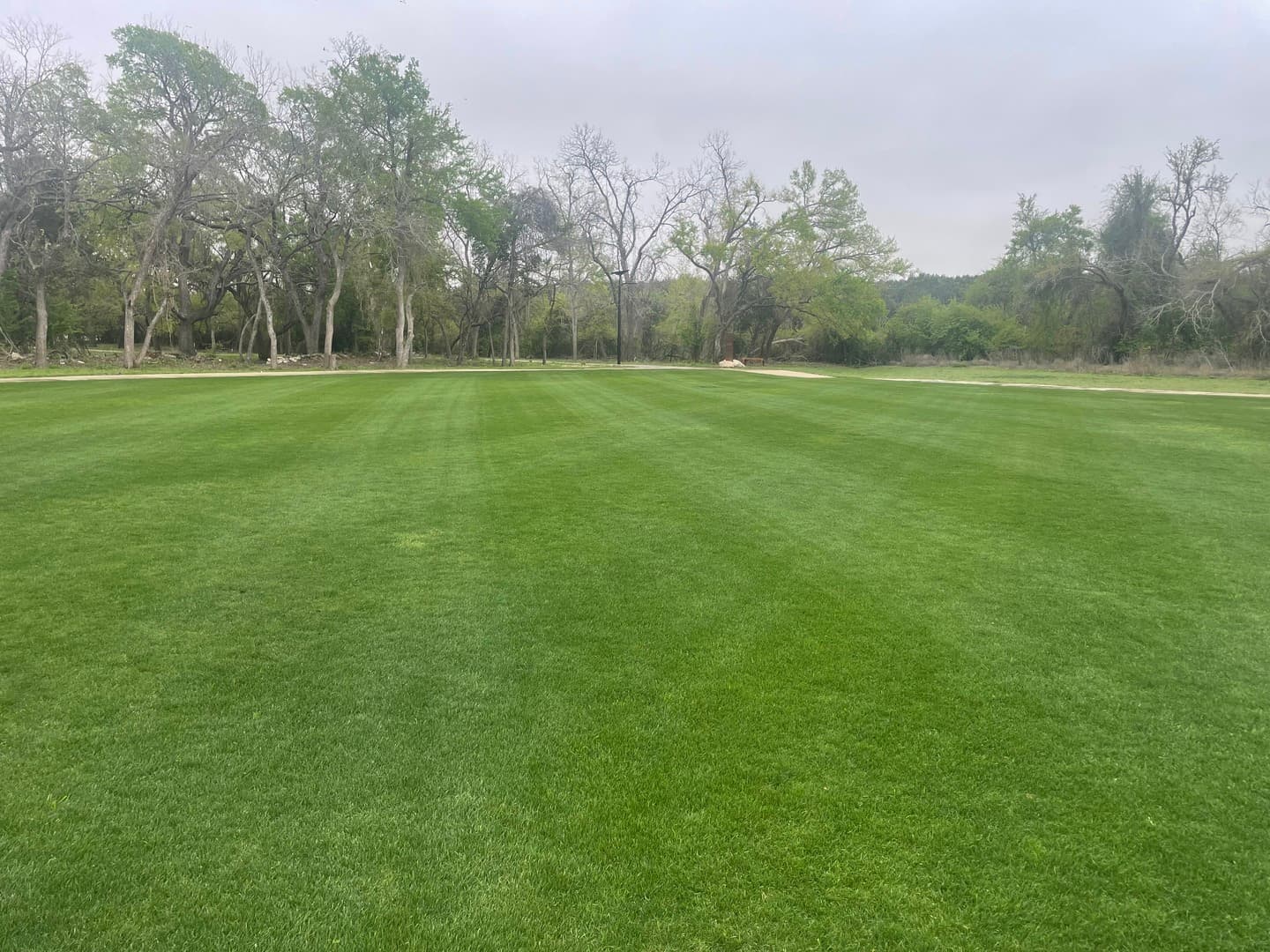 Green Dream lawn project 9