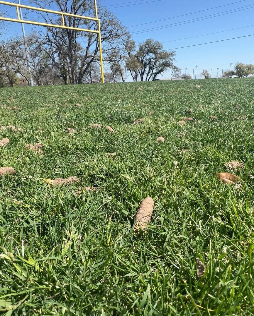 Green Dream lawn project 15