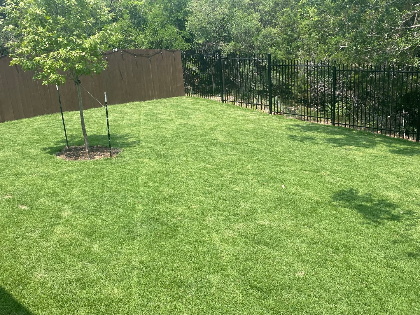 Green Dream lawn project 41
