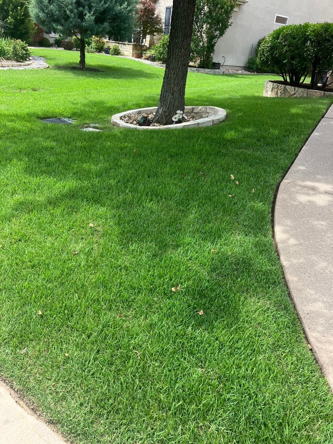 Green Dream lawn project 45