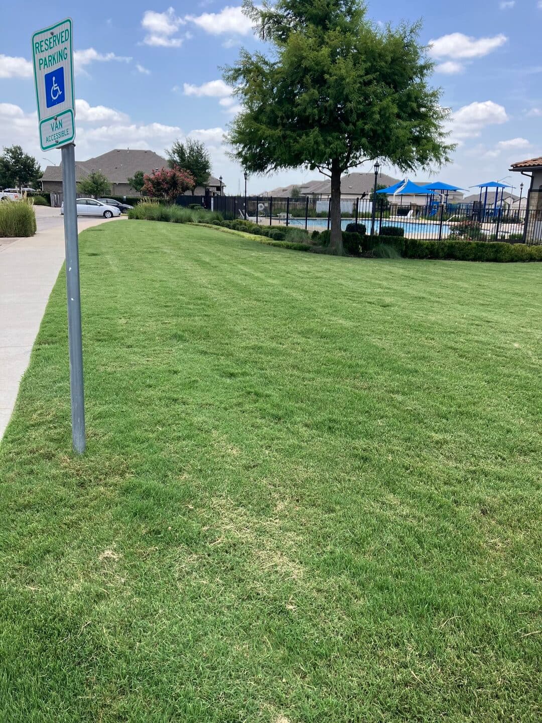Green Dream lawn project 47