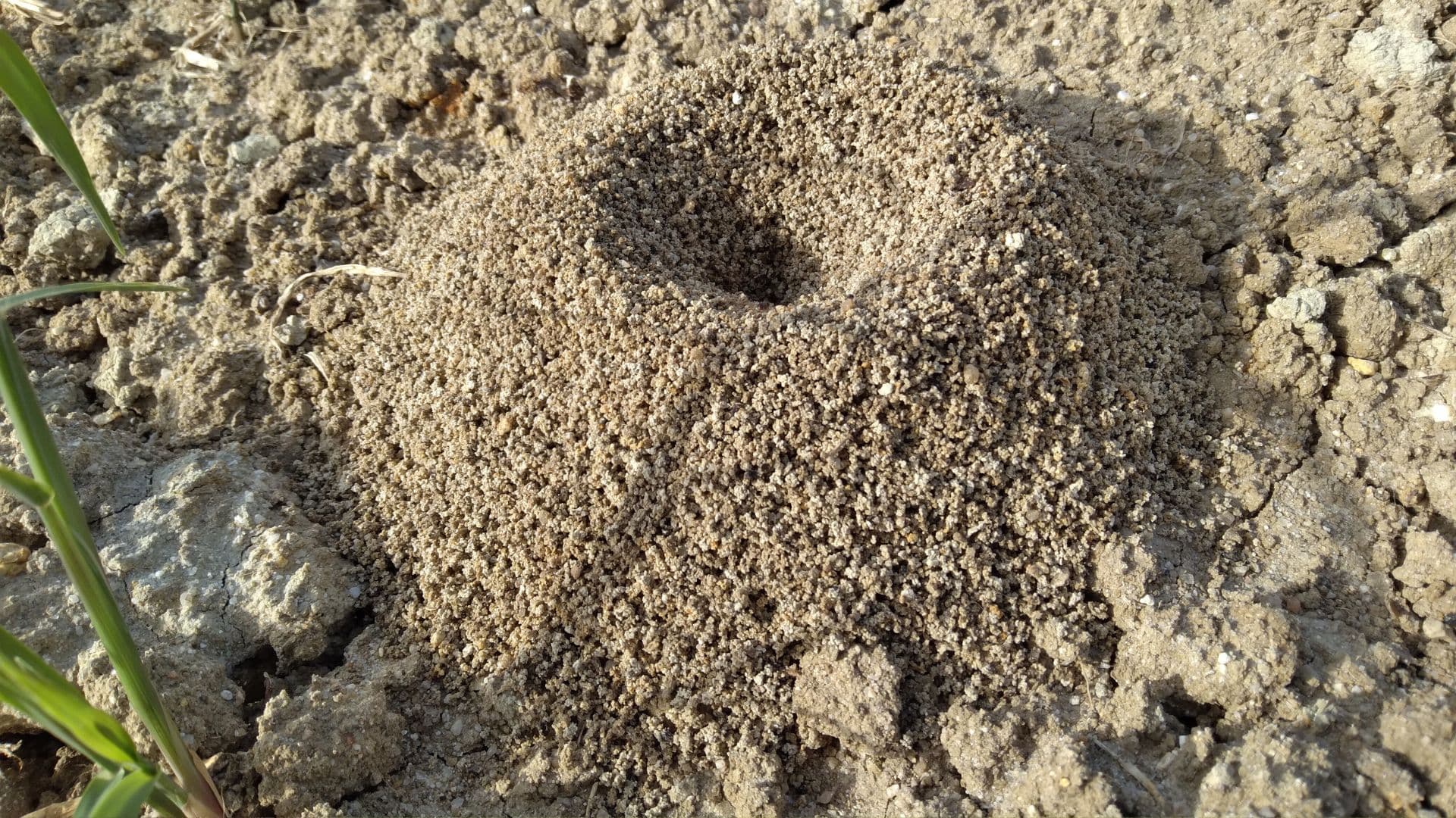 Fire Ant Control