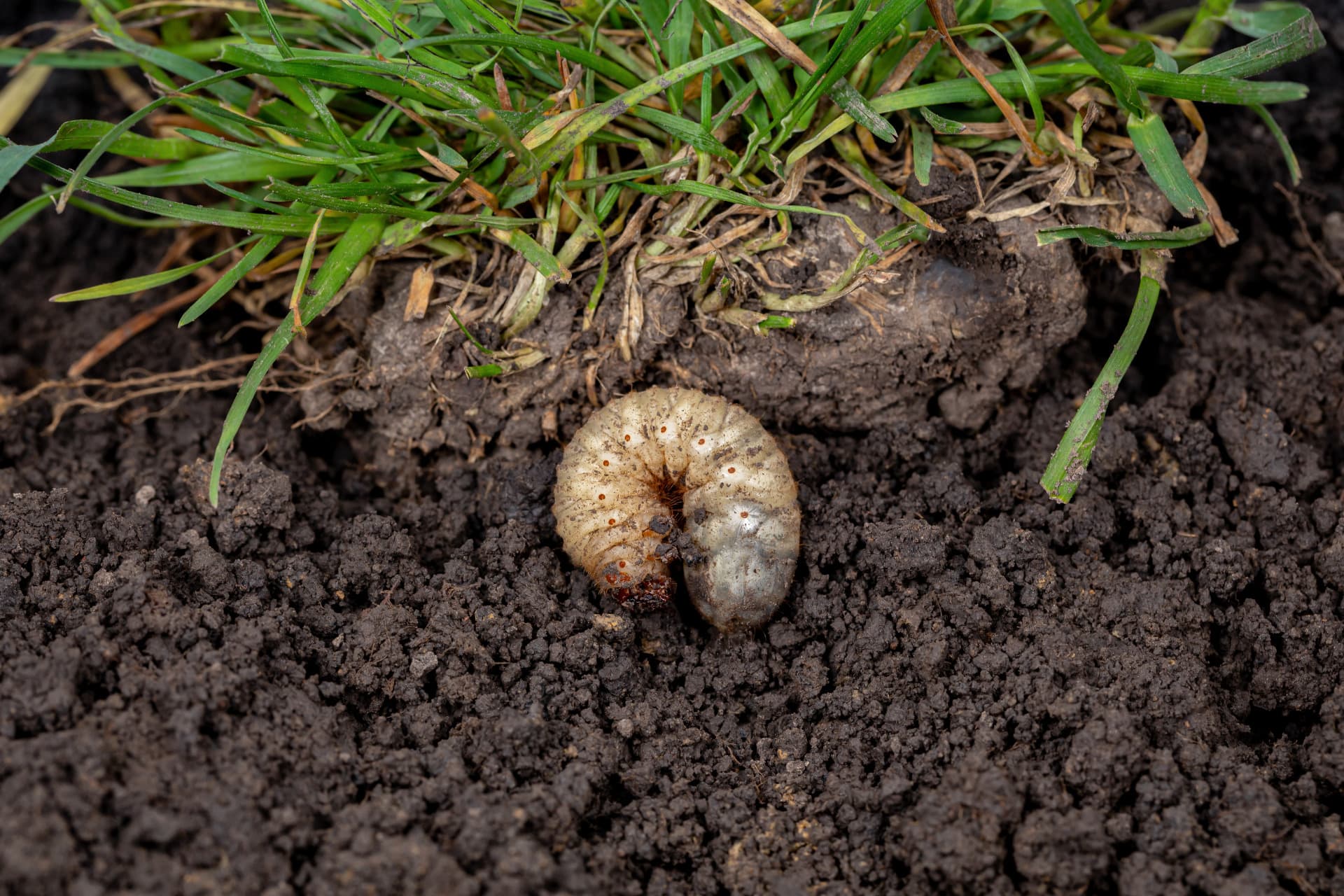 Grub Control