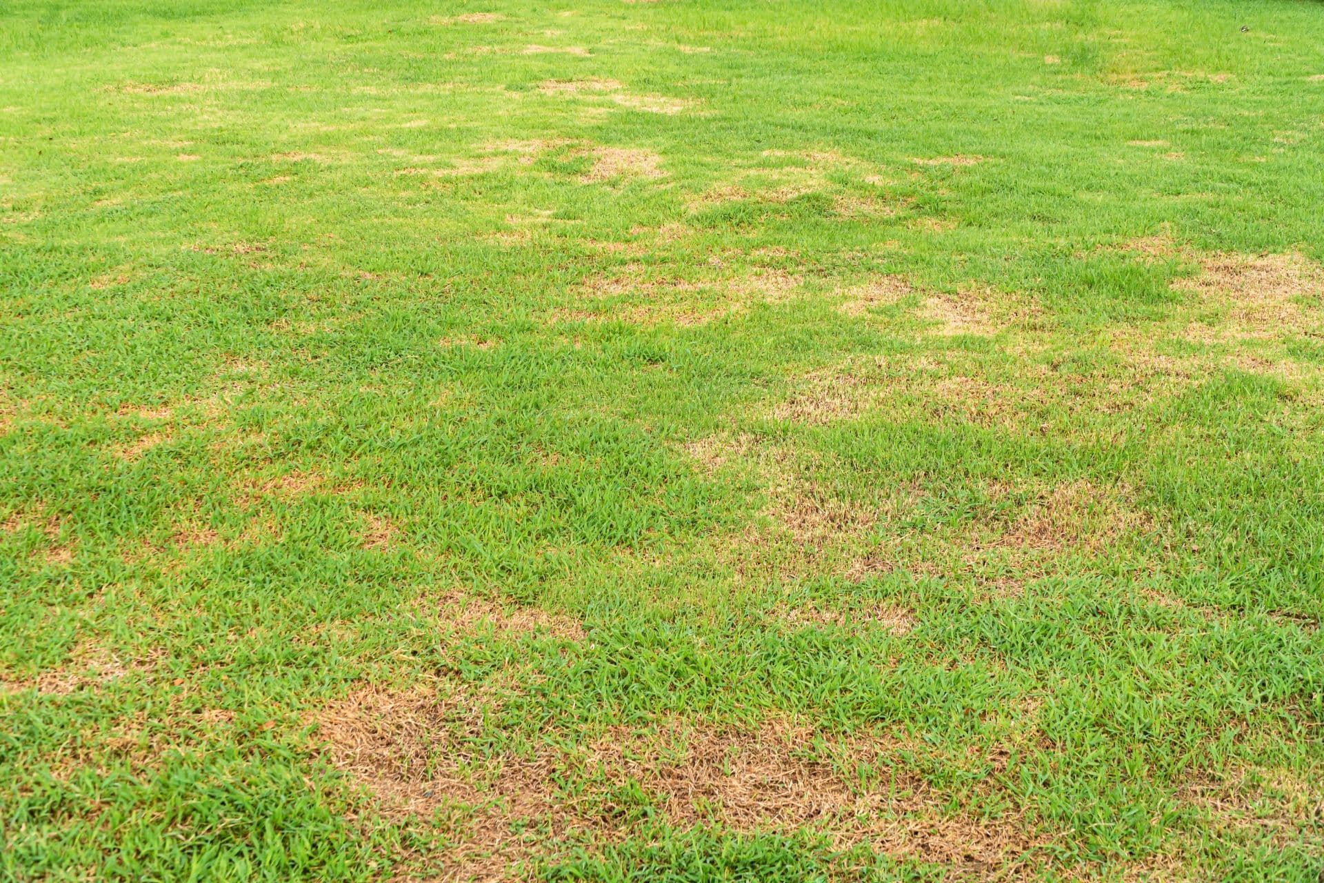 Lawn Disease