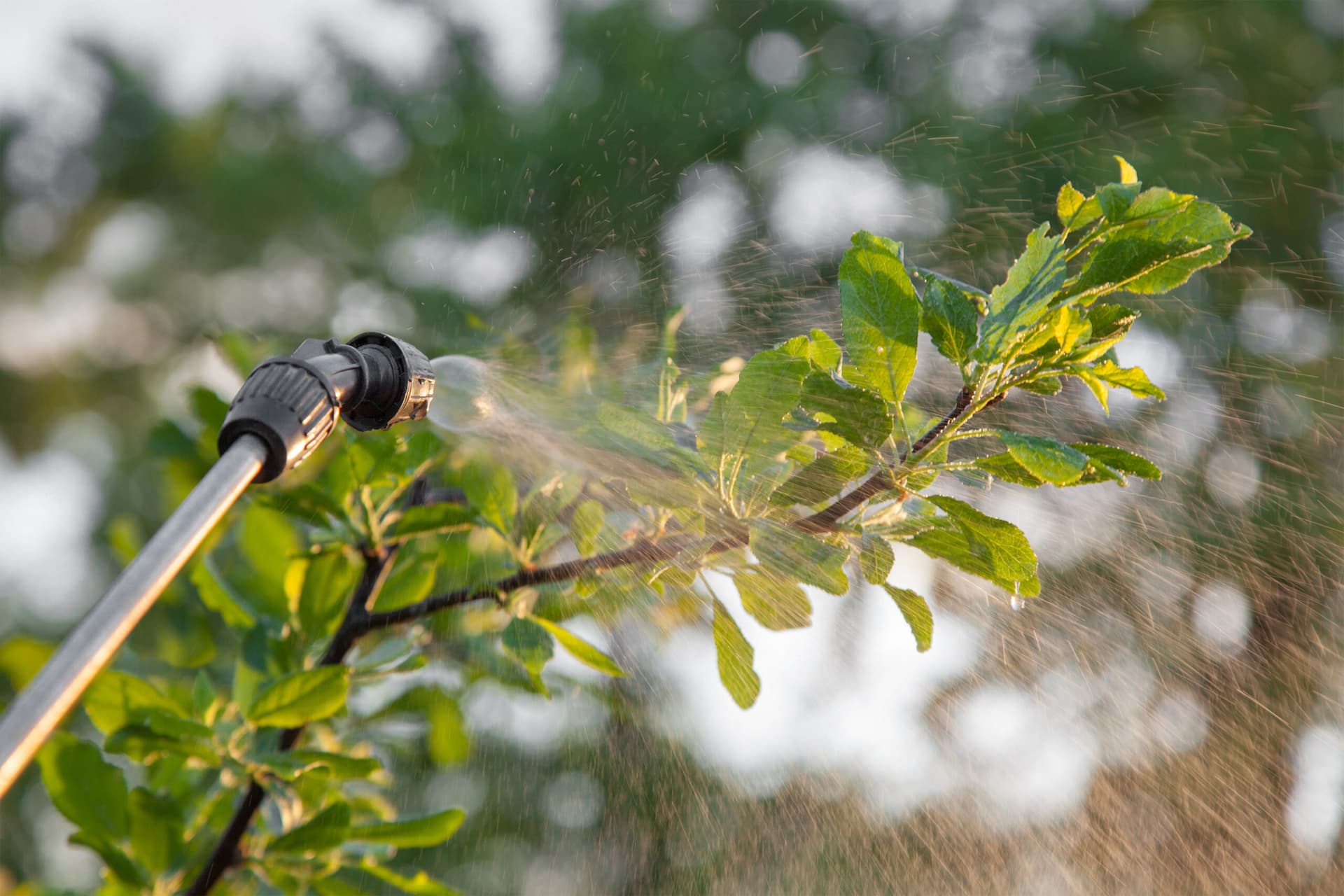 Plant Insect & Disease Control