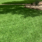 Winter Lawn Care near me.png