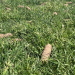lawn aeration georgetown.png