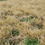 overseeding service georgetown.png
