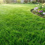 Georgetown lawn fertilization.png