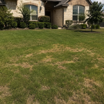 lawn disease Georgetown.png