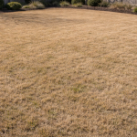 Local Lawn Care.png