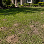 fire ant control Georgetown.png