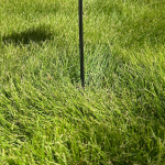 Winter Weed Control.png